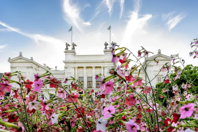 Universitetshuset med rosa blommor i förgrunden. Foto.