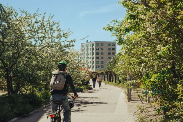 En man som cyklar på en lummig cykelväg.