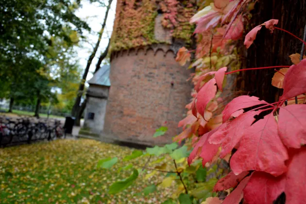 höstlov på en fasad.