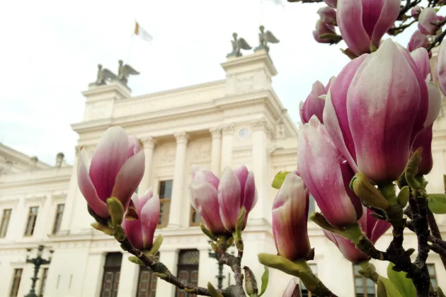 Magnolia