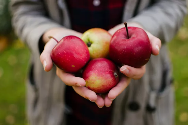 Händer som håller i några äpplen