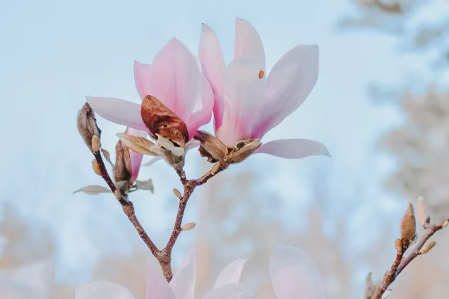 Närbild på magnoliablomma. Foto.